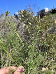 Galium angustifolium