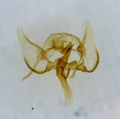 Cochylini