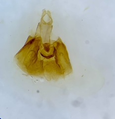 Aethes angustana