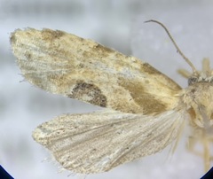 Aethes angustana