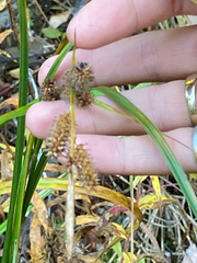 Carex utriculata