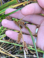Carex utriculata