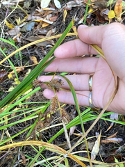 Carex utriculata