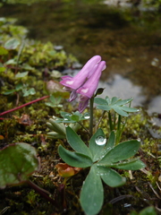 Corydalis pauciflora