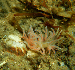Phyllodesmium serratum