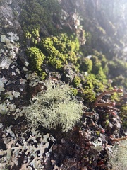 Usnea hirta