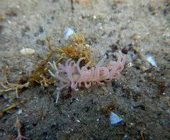 Phyllodesmium serratum