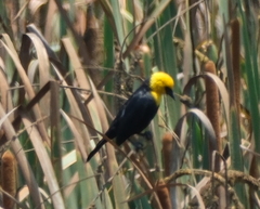 Chrysomus icterocephalus