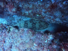 Orectolobus maculatus