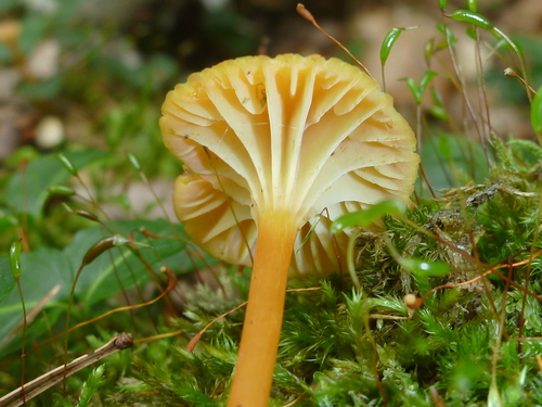 Goblet Waxcap