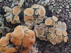 Rhizoplaca chrysoleuca