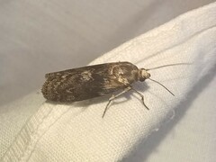 Sciota subcaesiella