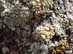 Rhizoplaca chrysoleuca