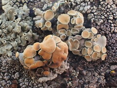 Rhizoplaca chrysoleuca