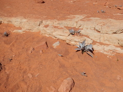 Asclepias erosa