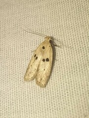 Scythropiodes issikii