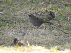 Oriturus superciliosus