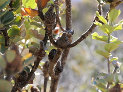 Banksia coccinea