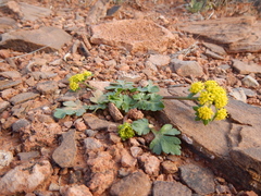 Cymopterus newberryi