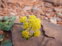 Cymopterus newberryi