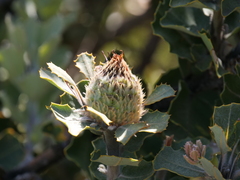 Banksia coccinea