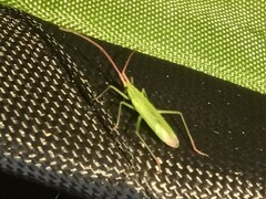 Trigonotylus