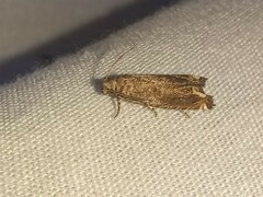 Epiblema abruptana