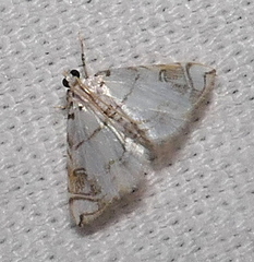Neurophyseta camptogrammalis