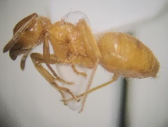 Acanthomyops