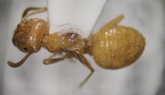 Acanthomyops