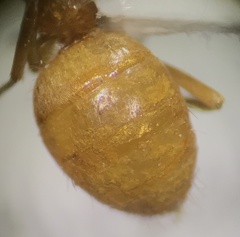 Acanthomyops