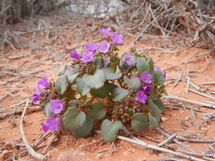 Phacelia pulchella