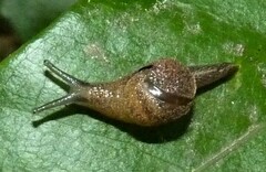 Fastosarion