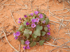 Phacelia pulchella