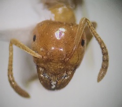 Acanthomyops
