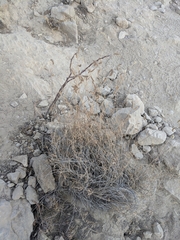 Bouteloua ramosa