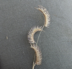 Bouteloua ramosa