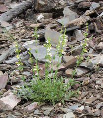 Penstemon deustus