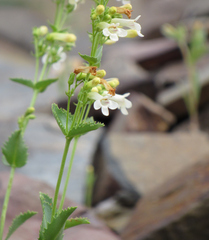 Penstemon deustus