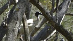 Threskiornis