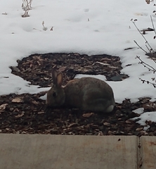 Sylvilagus nuttallii
