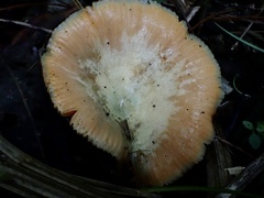 Lactarius akahatsu