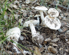 Amanita ocreata