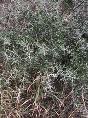 Condalia hookeri