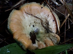 Lactarius akahatsu