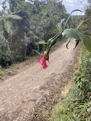 Symbolanthus australis