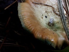 Lactarius akahatsu