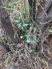 Cocculus diversifolius