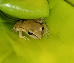 Pristimantis ramagii