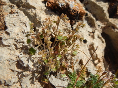 Phacelia rotundifolia